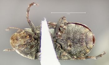 Media type: image;   Entomology 613507 Aspect: habitus ventral view